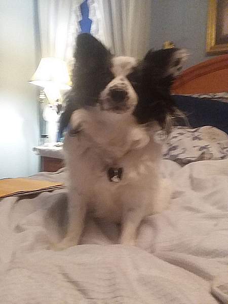 papillon bw.jpg